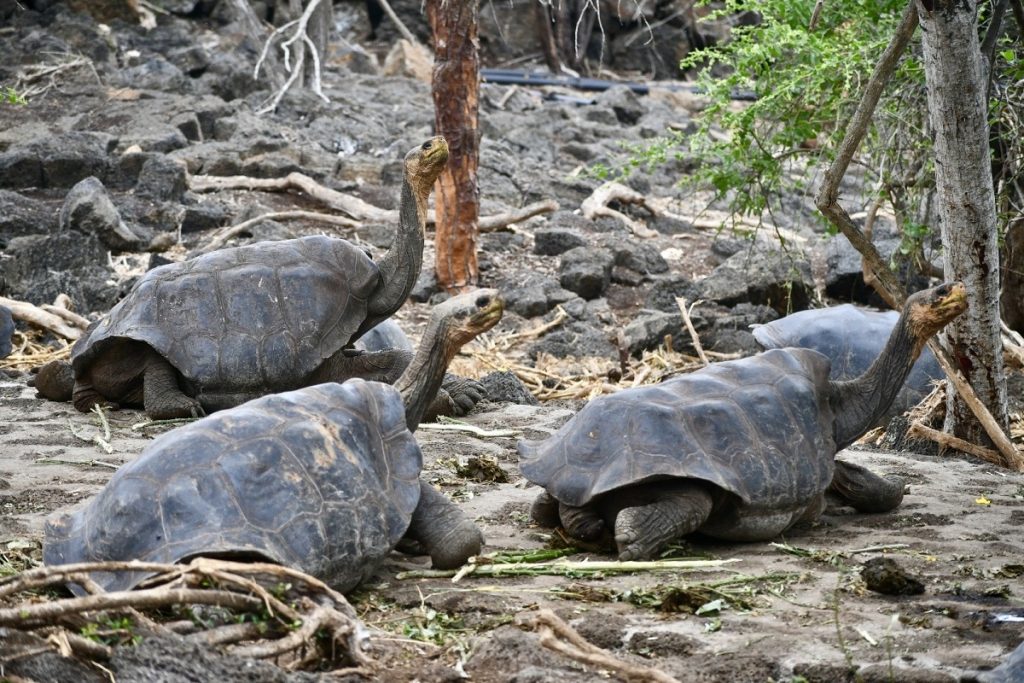 SBornstein Galapagos Tortoises DarwinCenter