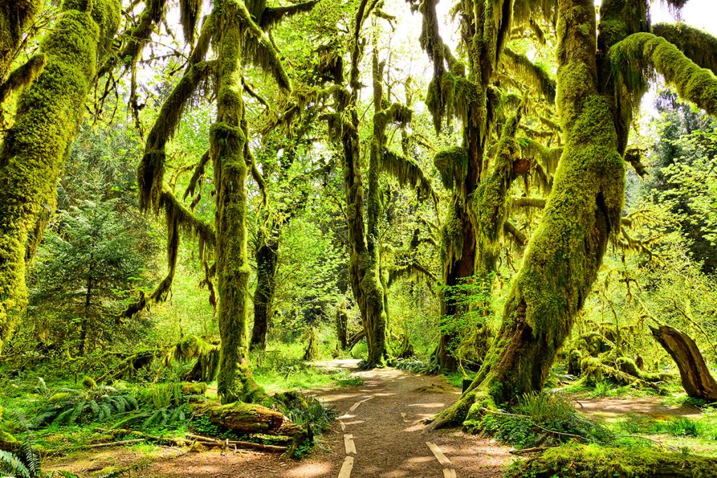 Path through moss covered trees in Hoh Rain Forest