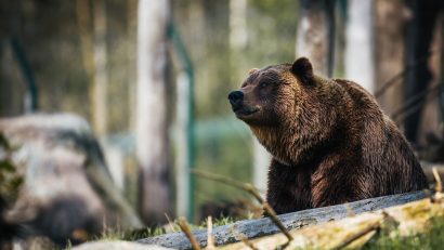 Bear Featured Image - American bear in a forest.