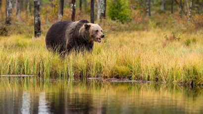 Bearanoid Featured Image - Bear in a forest next to a water surface.