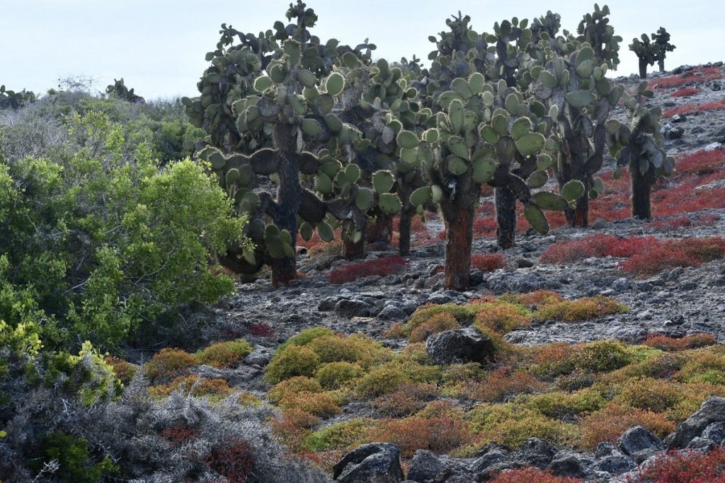 SBornstein Galapagos SouthPlaza Landscape