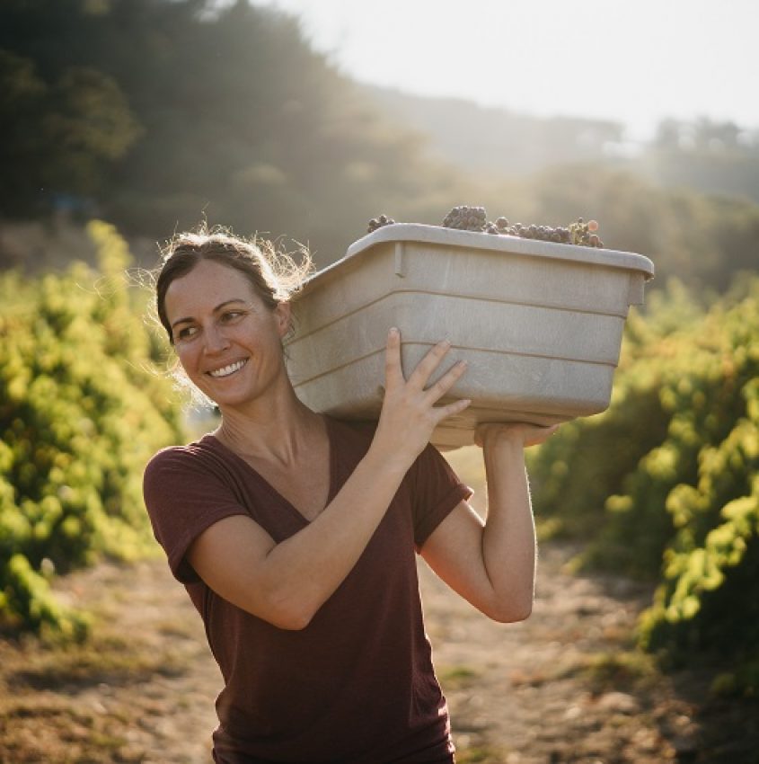 Wine and Adrenaline article, woman carrying grapes in wine country, dressed in KUHL clothing