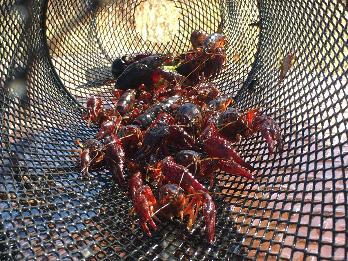 red crayfish in net