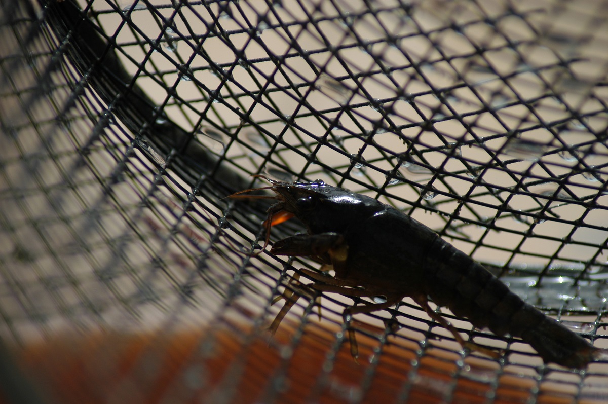 crayfish in black net