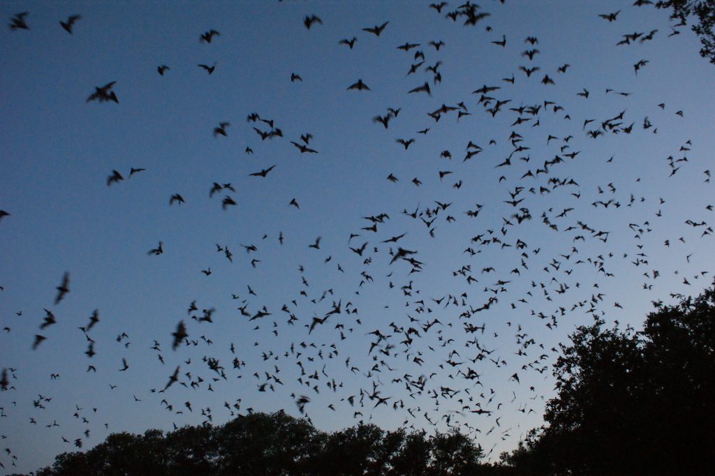 Bracken Cave Bats Mexico North American Wildlife Viewing Adventures 1