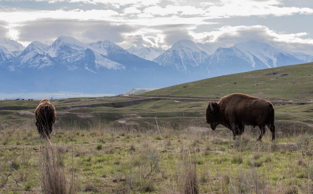 National Bison Range, Charlo, Montana