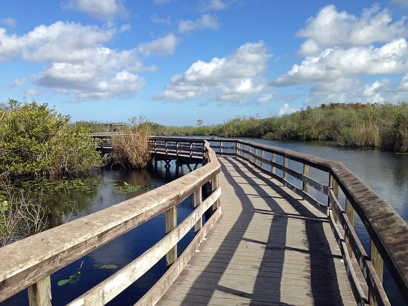 Anhinga Trail boardwalk, Everglades National Park, Florida. Photo credit: Fredlyfish4 via Wikimedia Commons