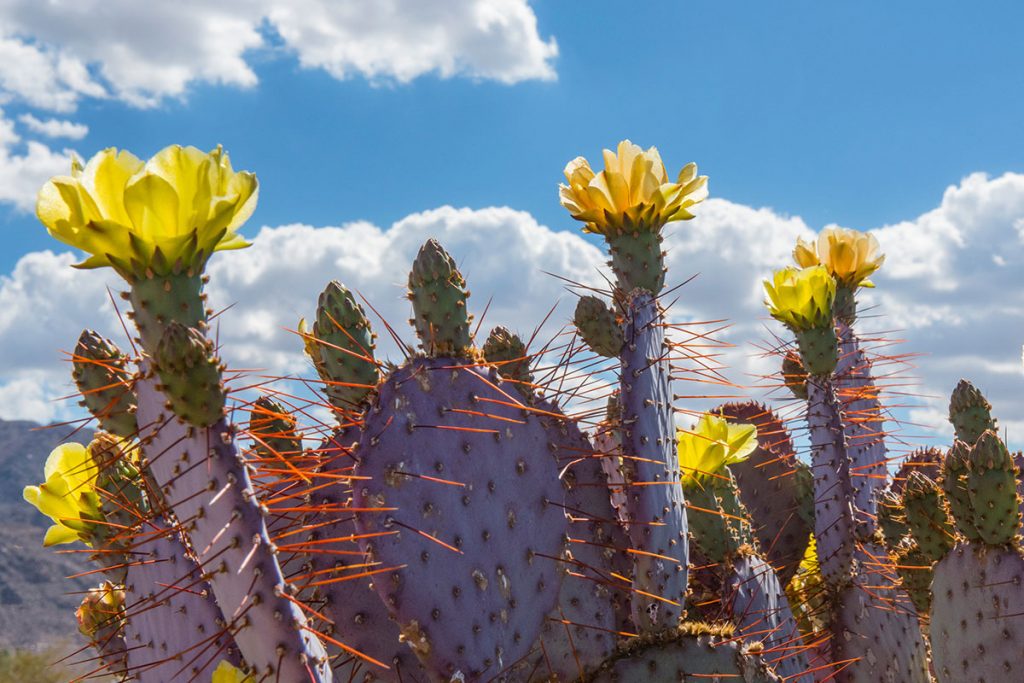 Cacti with yellow flowers against a blue sky with clouds and mountains