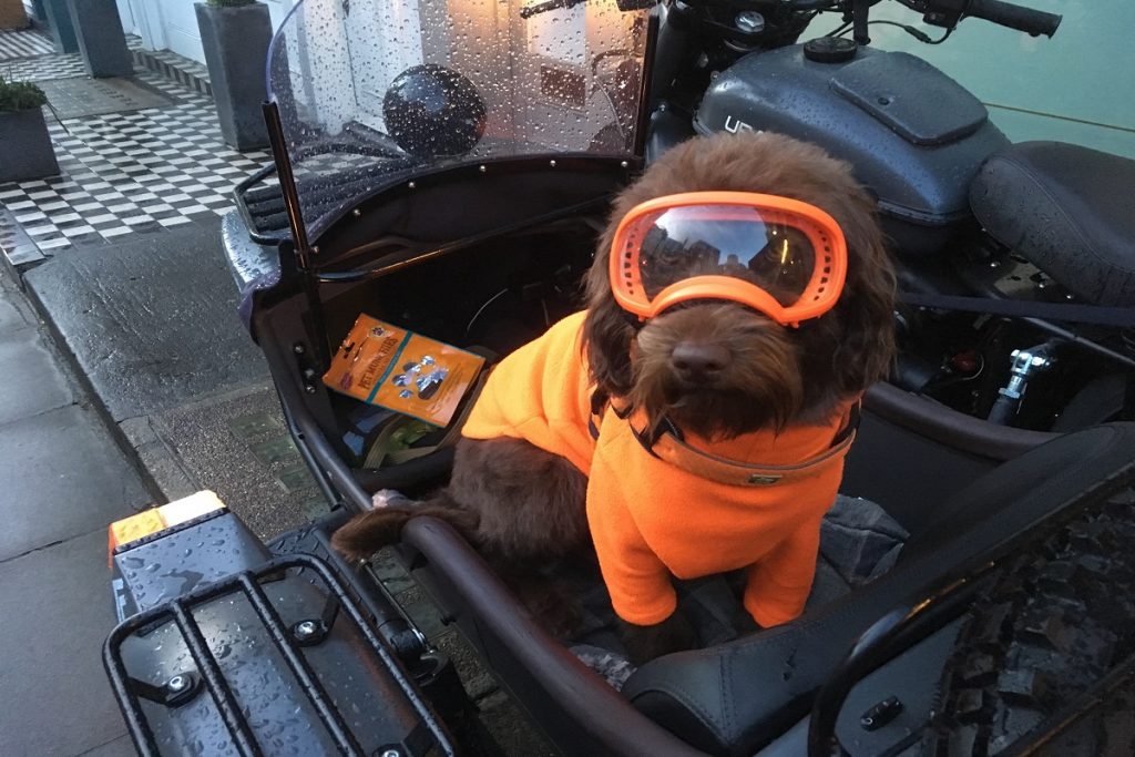 dog with orange goggles on carrier