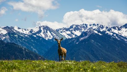 deer standing on green grass with snowy mountains in background