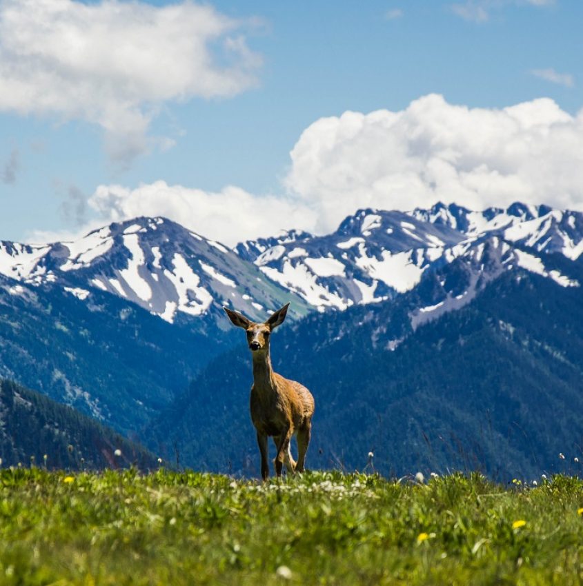 deer standing on green grass with snowy mountains in background