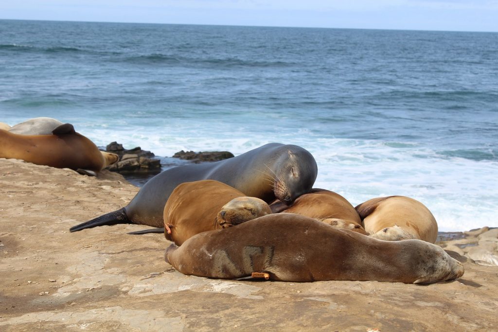 sea lions on land resting next to sea