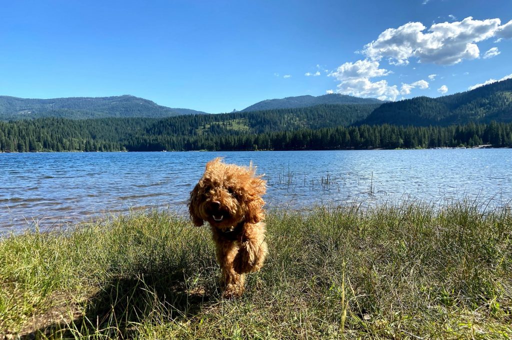 brown long coated dog on green grass field near lake
