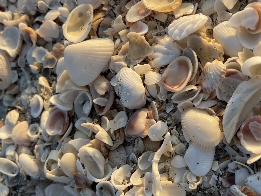 CaptivaIsland Seashells