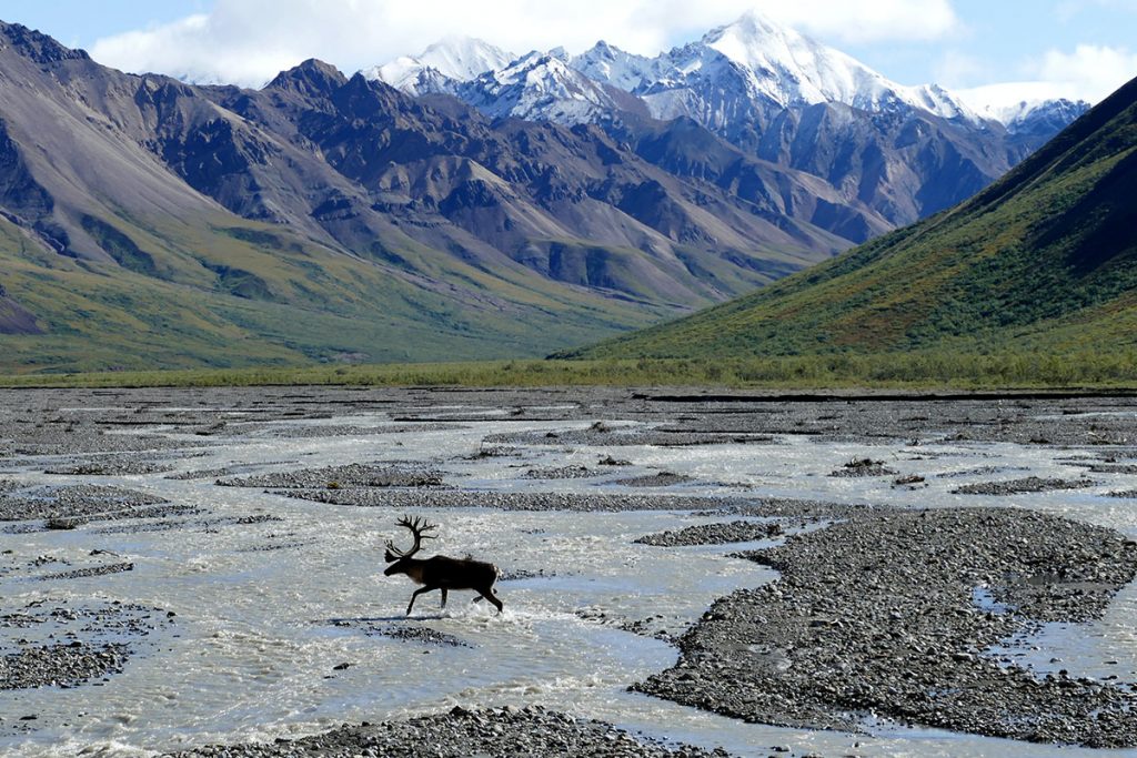 moose walking on shallow water near mountains during daytime