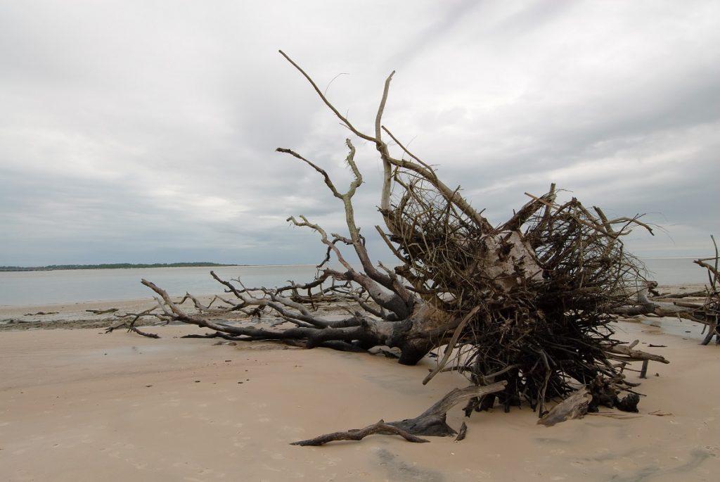 dead tree branches at sandy shore