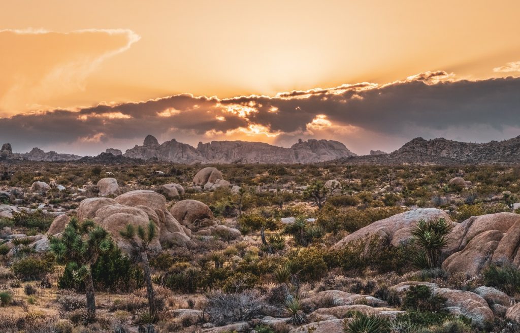 joshua trees and rocks on a field during sunset 