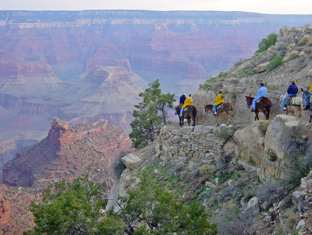 people riding mules on trail