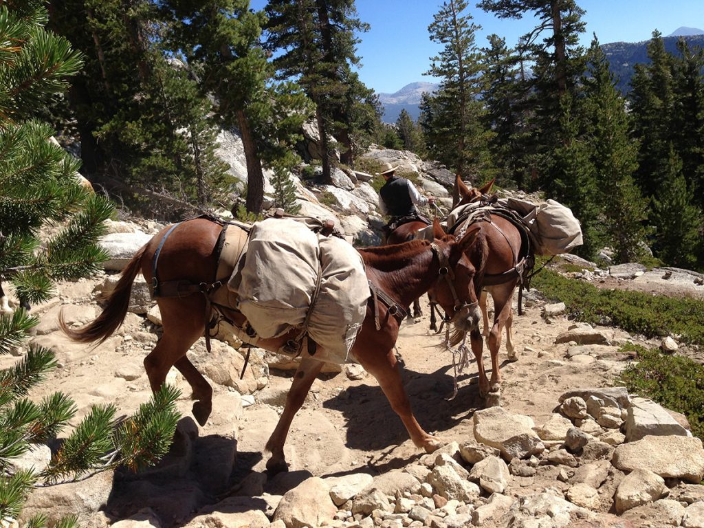 loaded horses on mountain trail