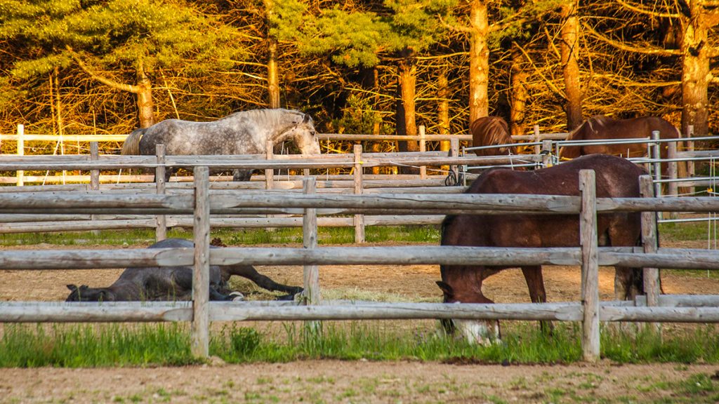 horses behind the white wooden fence