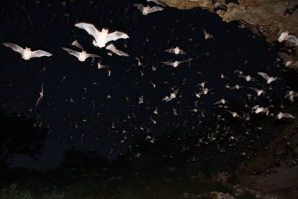 mexican free tailed bats flying during nighttime