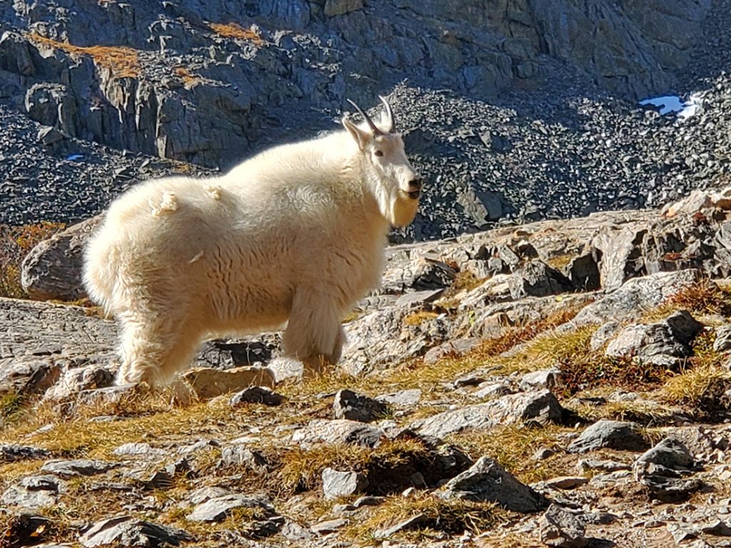 a white mountain goat on the cliff