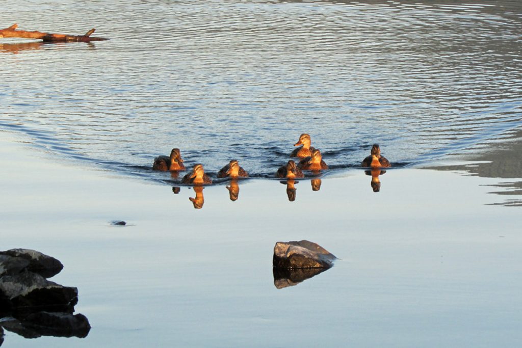 Duck With Baby Ducks In The Lake