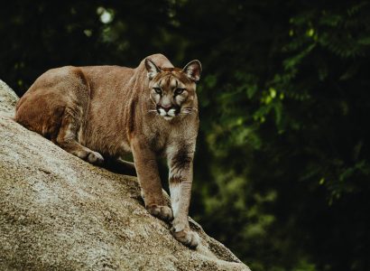 Cougar on Brown Rock