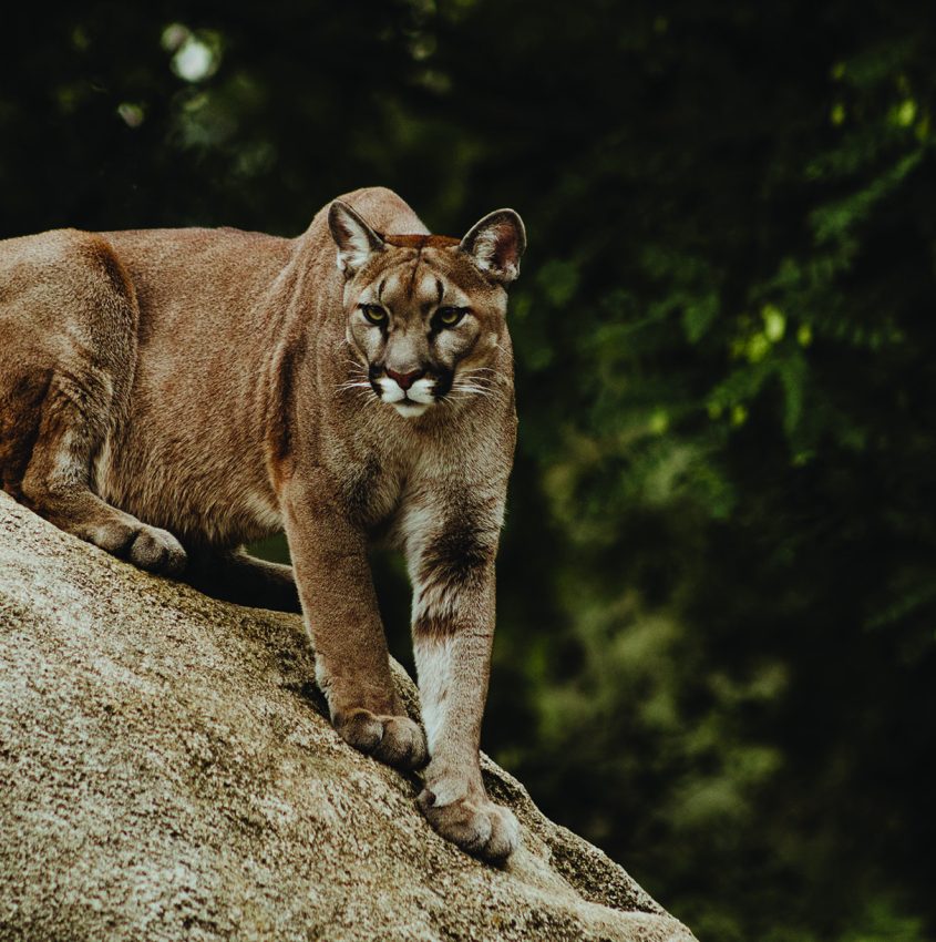 Cougar on Brown Rock