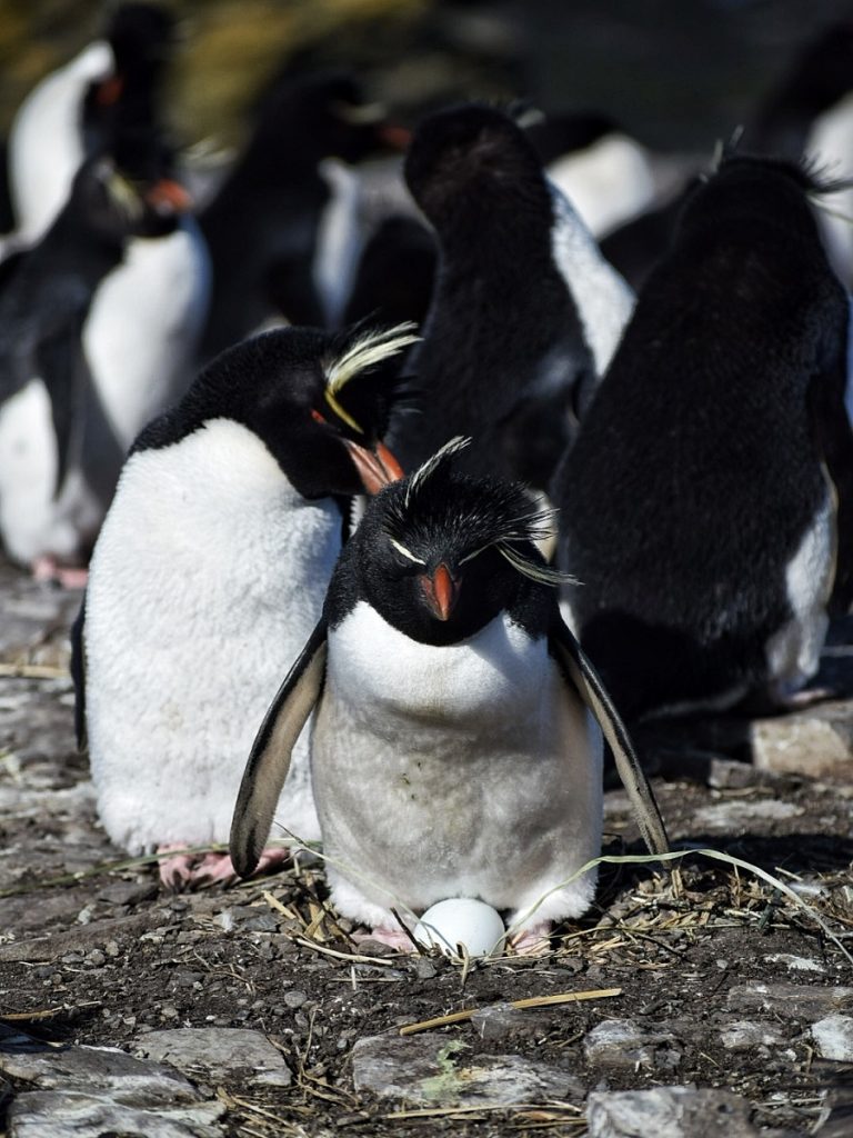 Penguin Egg Falklands