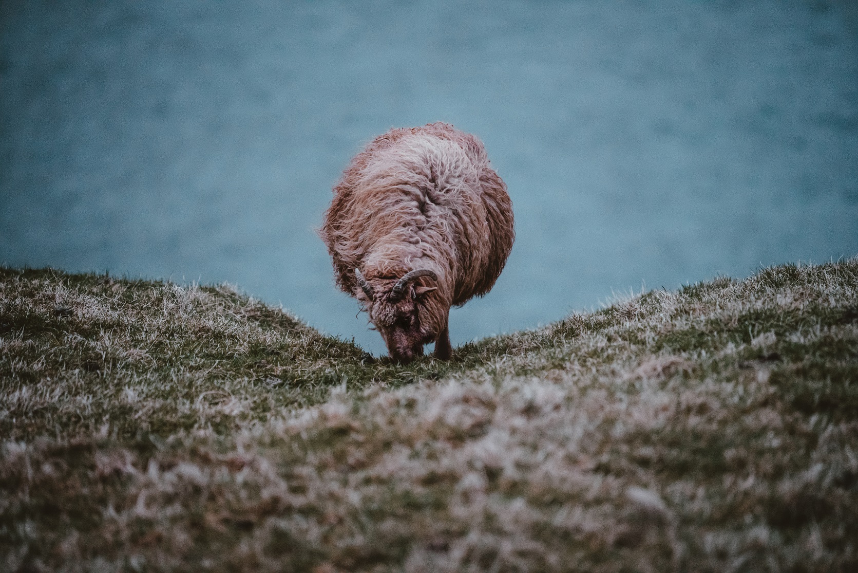 Merino sheep eating grass.