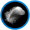 A small circle with blue outline and black background, with an icon of a white feather.